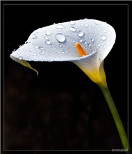 Một Góc Sâu Lắng
