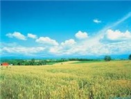 Nhạc nhẹ cho Buổi trưa êm ả