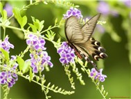 Đan Nguyên Colection