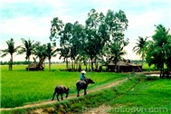 Sáo Trúc Tương Nhuệ (Tiếng Sáo Đồng Quê)
