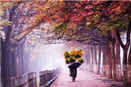 Tôi Nhớ...Mùa Thu Hà Nội (2011)