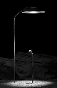 Mr.Lonely