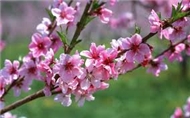 nhạc xuân hay nhất