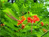 Những bài hát hay về thời Học sinh