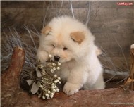 nhạc hay từg jai đoạn :D