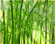 V.A Những Bài Nhạc Không Lời Nhạc Hoa