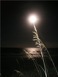 Guitar in the Moonlight