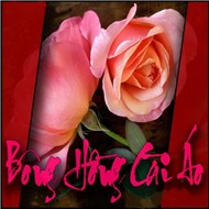 Bông Hồng Cài Áo