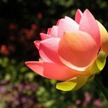 Thập Thiện Nghiệp